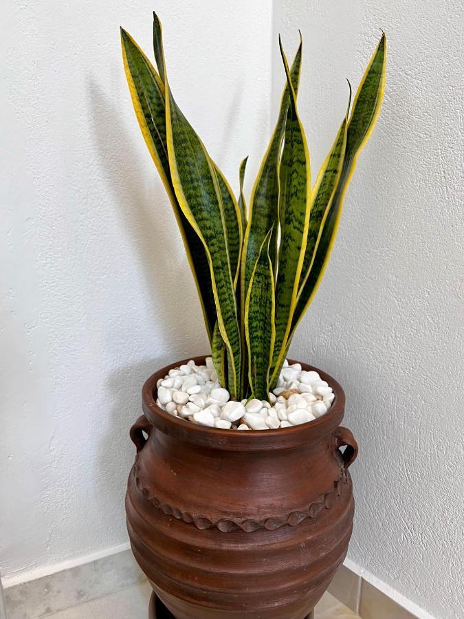 Petra Home Heritage And Hospitality Apérathos エクステリア 写真